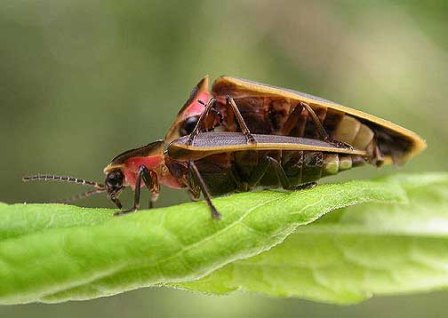 fireflies firefly reproduction magickcanoe insects underside asexual sexual species small glow they come mates attract some brine there shrimps index